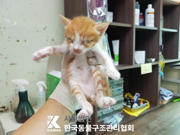 [고양이] 한국 고양이 서울-금천-2025-00084 유기동물 배경 이미지 입니다.